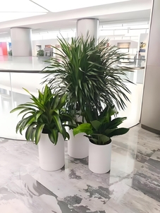 前湾花木租摆方案